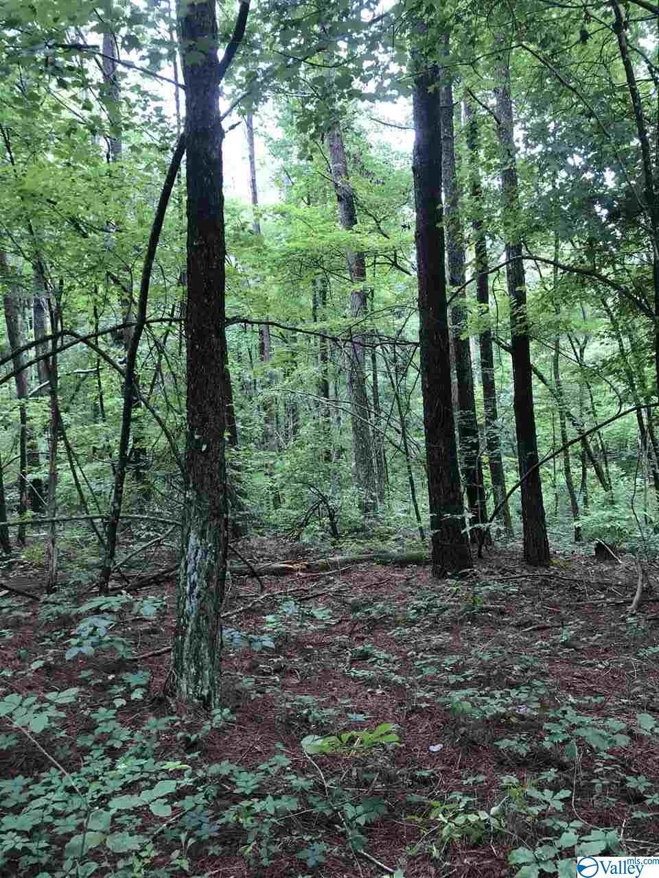 0 County Road 107 - Photo 1