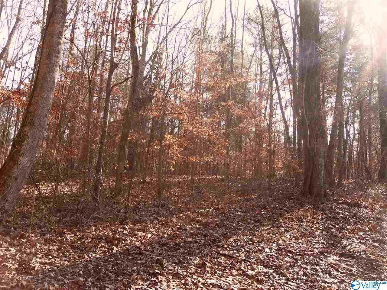Beech Fork Lane - Photo 1