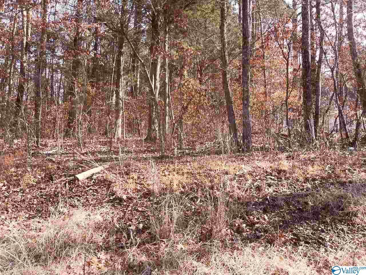 00 Beech Fork Lane - Photo 1