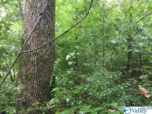 0 Bluff City Road - Photo 1