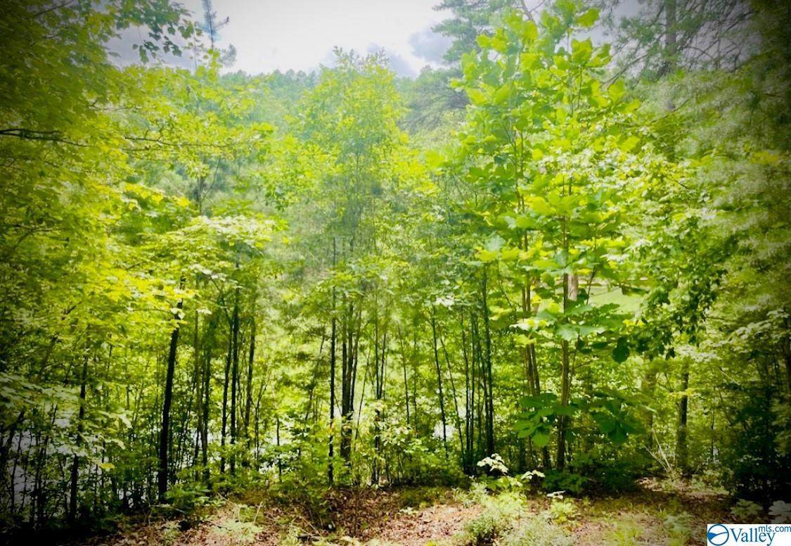 0 Paradise Trail - Photo 1