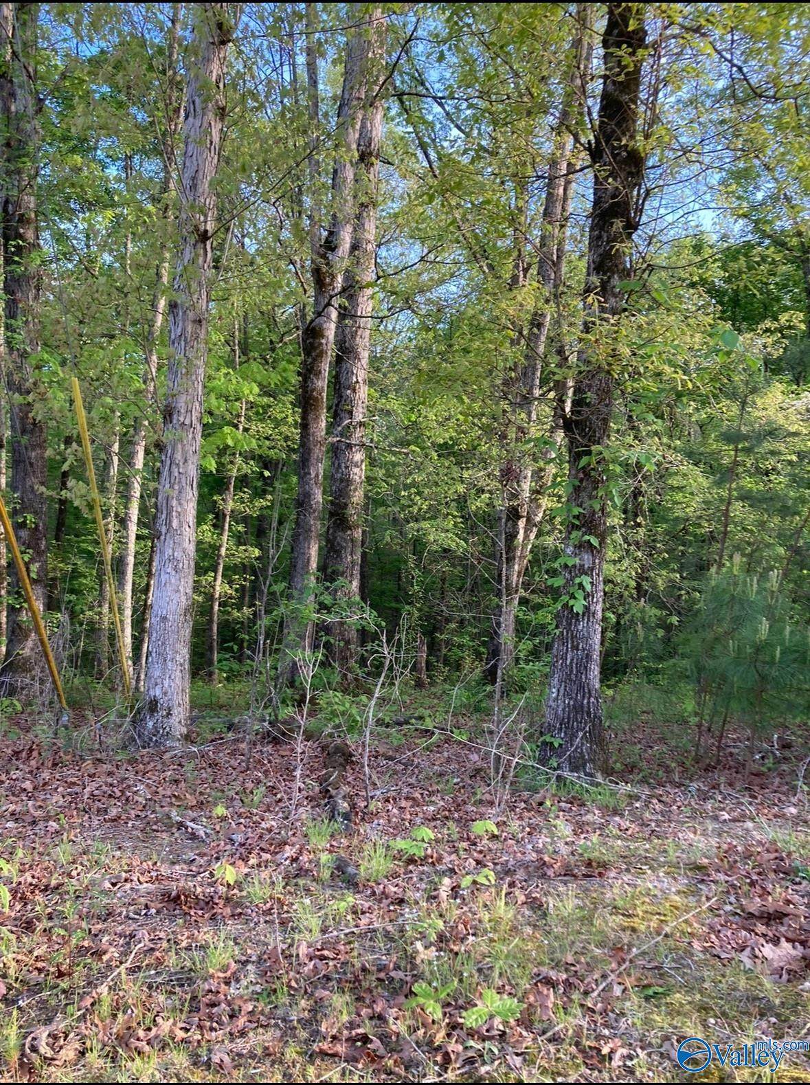 Lot 1 Louise Avenue - Photo 1