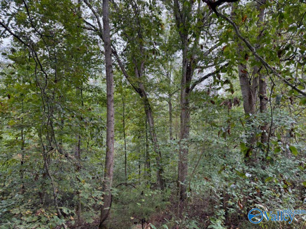 19.3 Acres County Road 200 - Photo 1