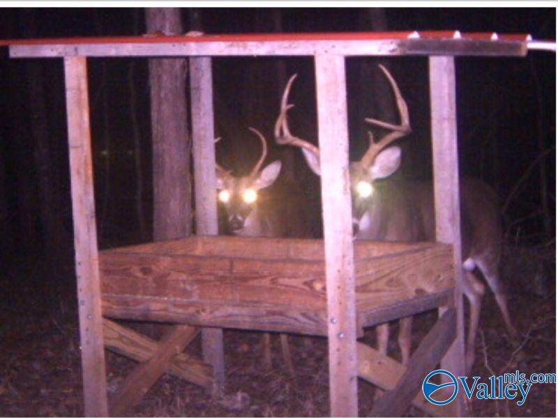 80 ACRES Upper Hurricane Road - Photo 1