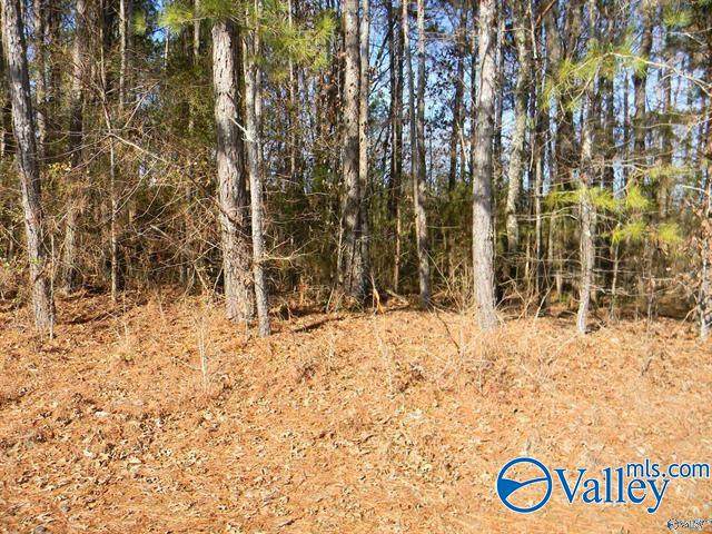 18.52 Acres County Road 41 - Photo 1