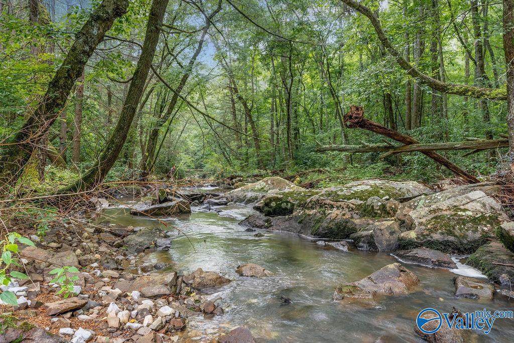 112 Acres County Road 431 - Photo 1