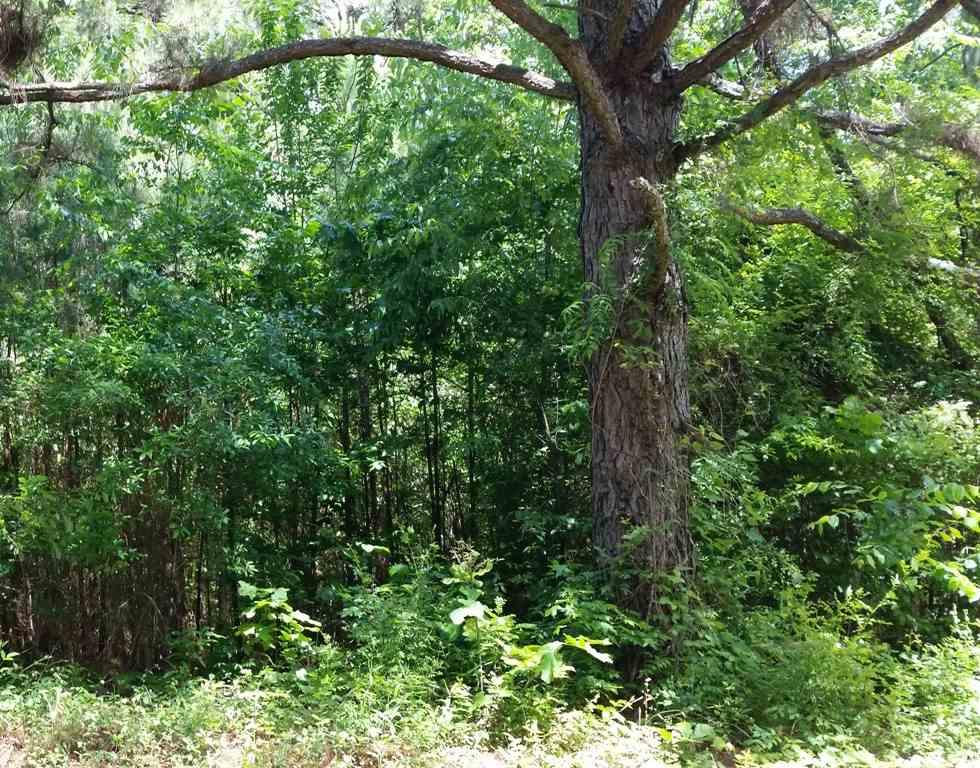 Lot 29 County Road 467 - Photo 1