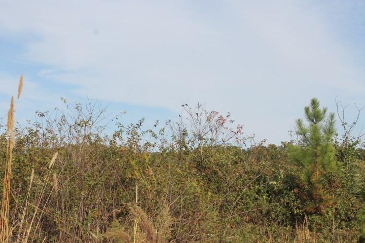 Lot 18 Landon Lane - Photo 1