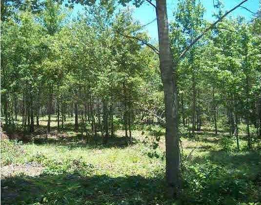 Lot 3 County Road 761 - Photo 1