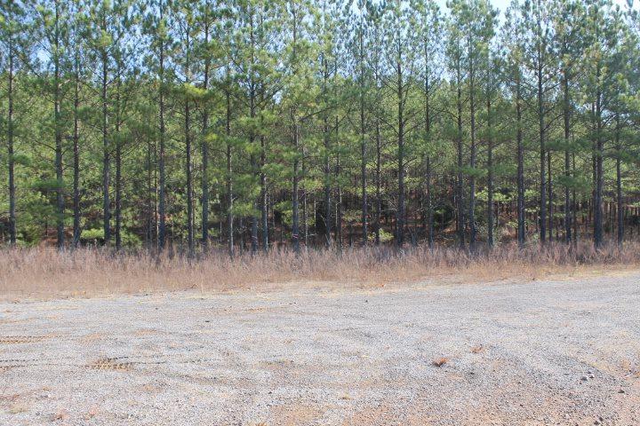 0 County Road 153 - Photo 1