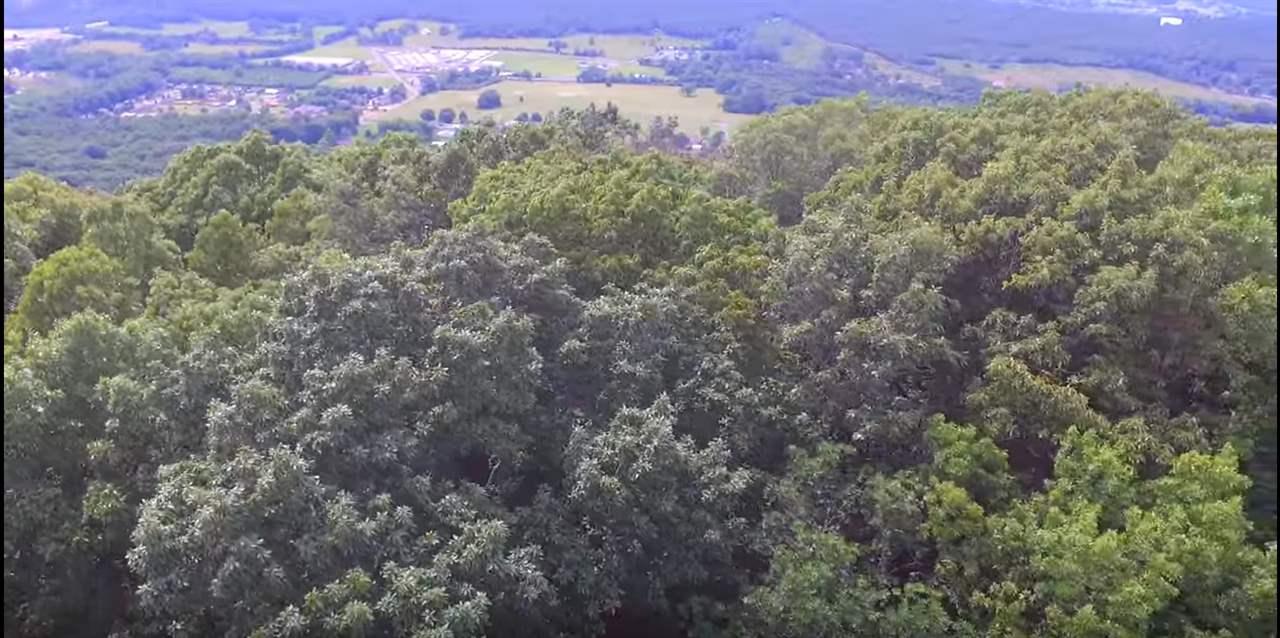 1 County Road 166 (Citadel Rock Road) - Photo 1
