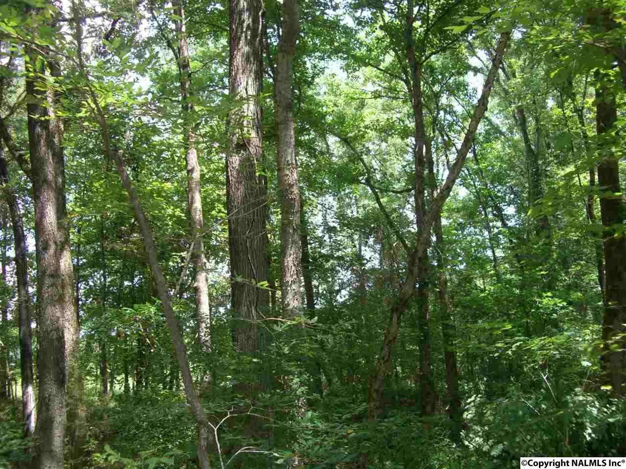 104 Tupelo Pike - Photo 1