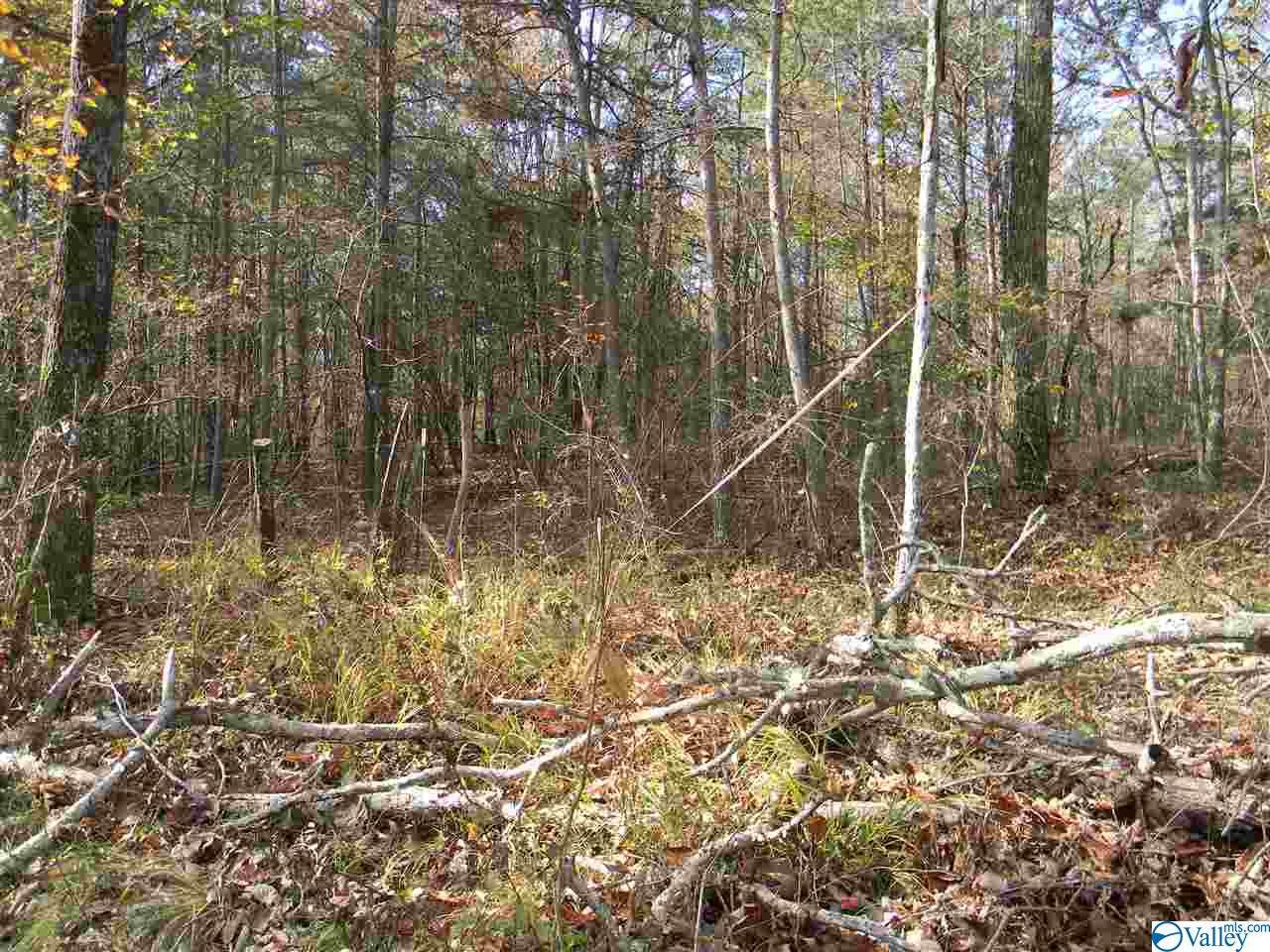 Tract # 5 County Road 142 - Photo 1