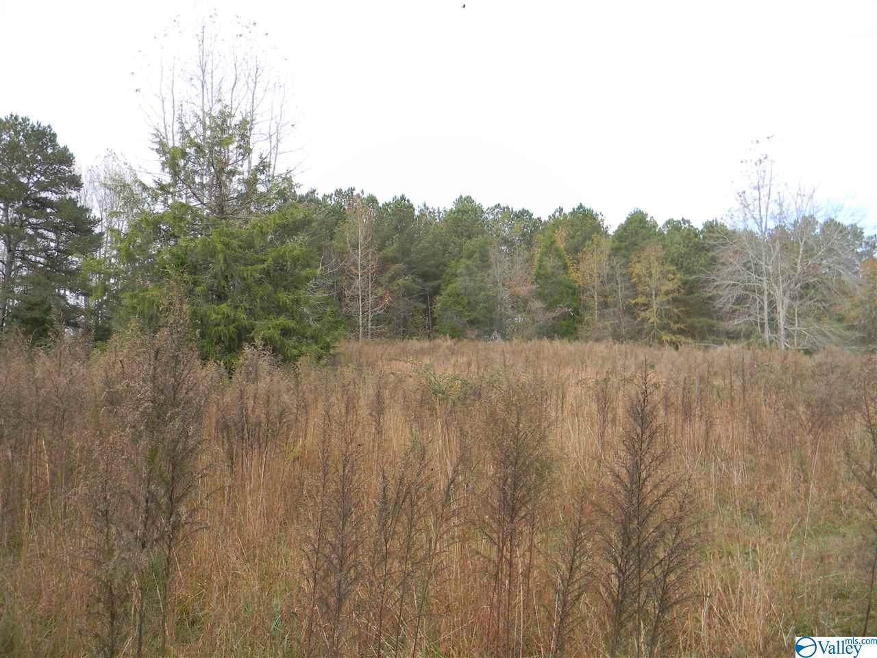Tract # 6 County Road 142 - Photo 1