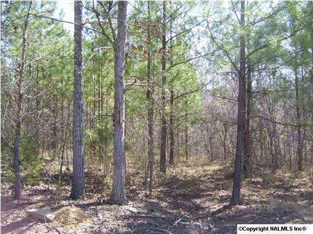 Tammy Trail - Photo 1