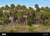  Desoto Blvd - Photo 1