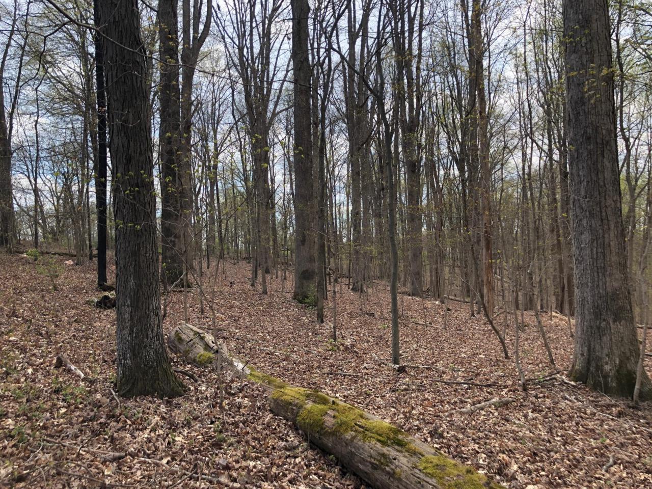 0 Old Charlotte Pike - Photo 1