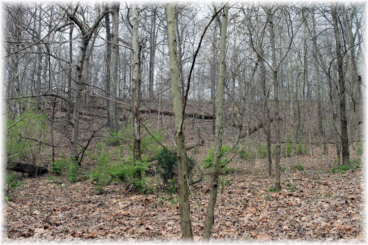 8000 Old Harding Pike - Photo 1