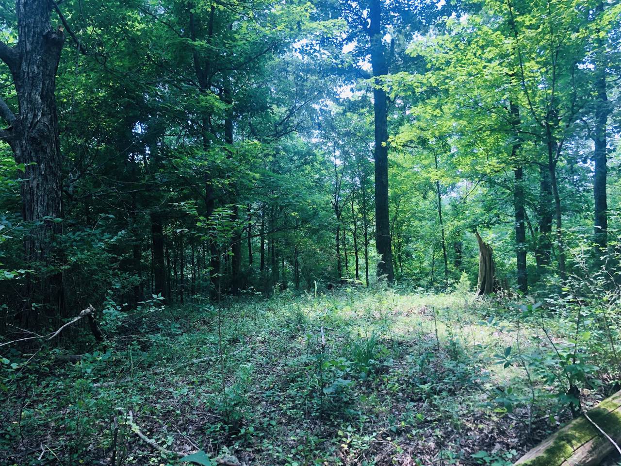 0 Cayce Ln - Photo 1