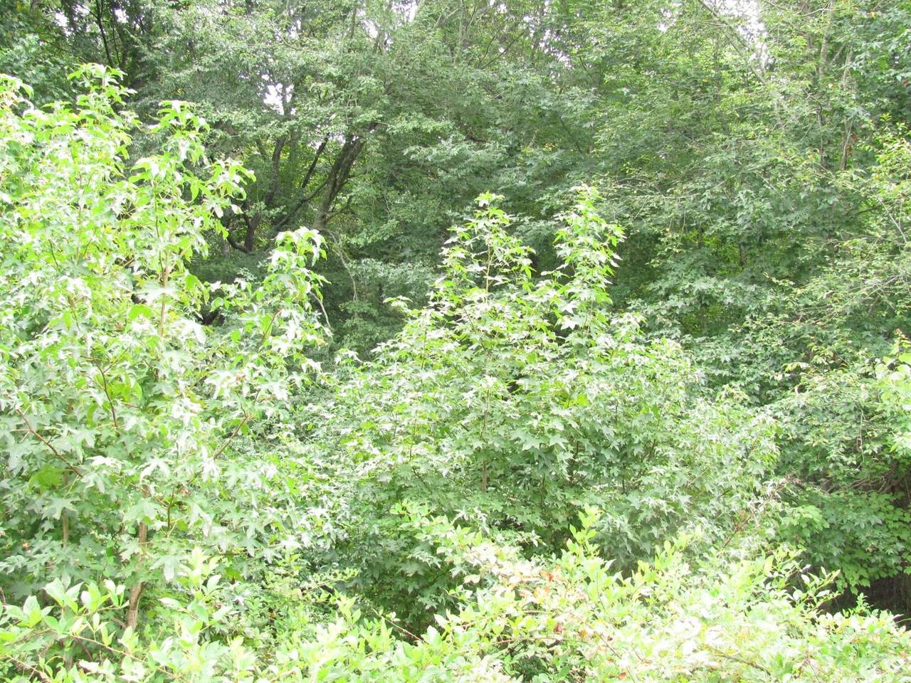 0 Dewey Drive - Photo 1