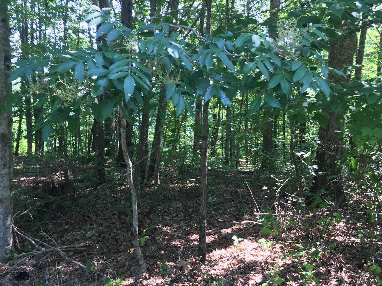 4 Ridgecliff Dr - Photo 1