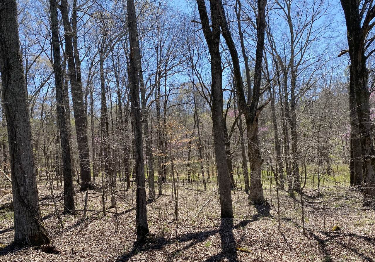 0 Boaz Branch Rd - Photo 1