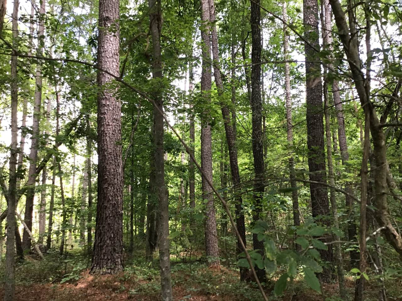 0L Waynesboro Hwy - Photo 1