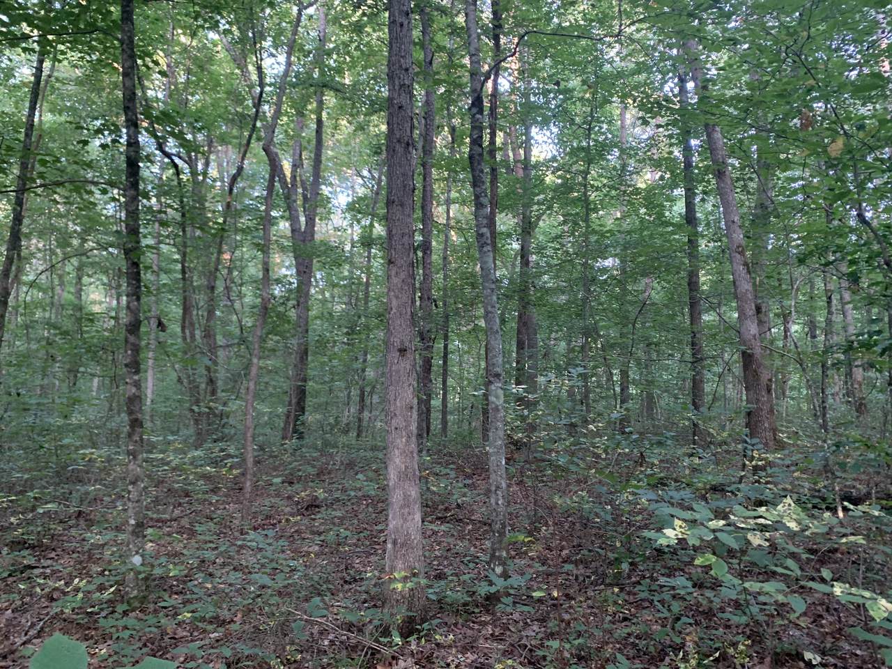 1 Poplar Springs Road - Photo 1