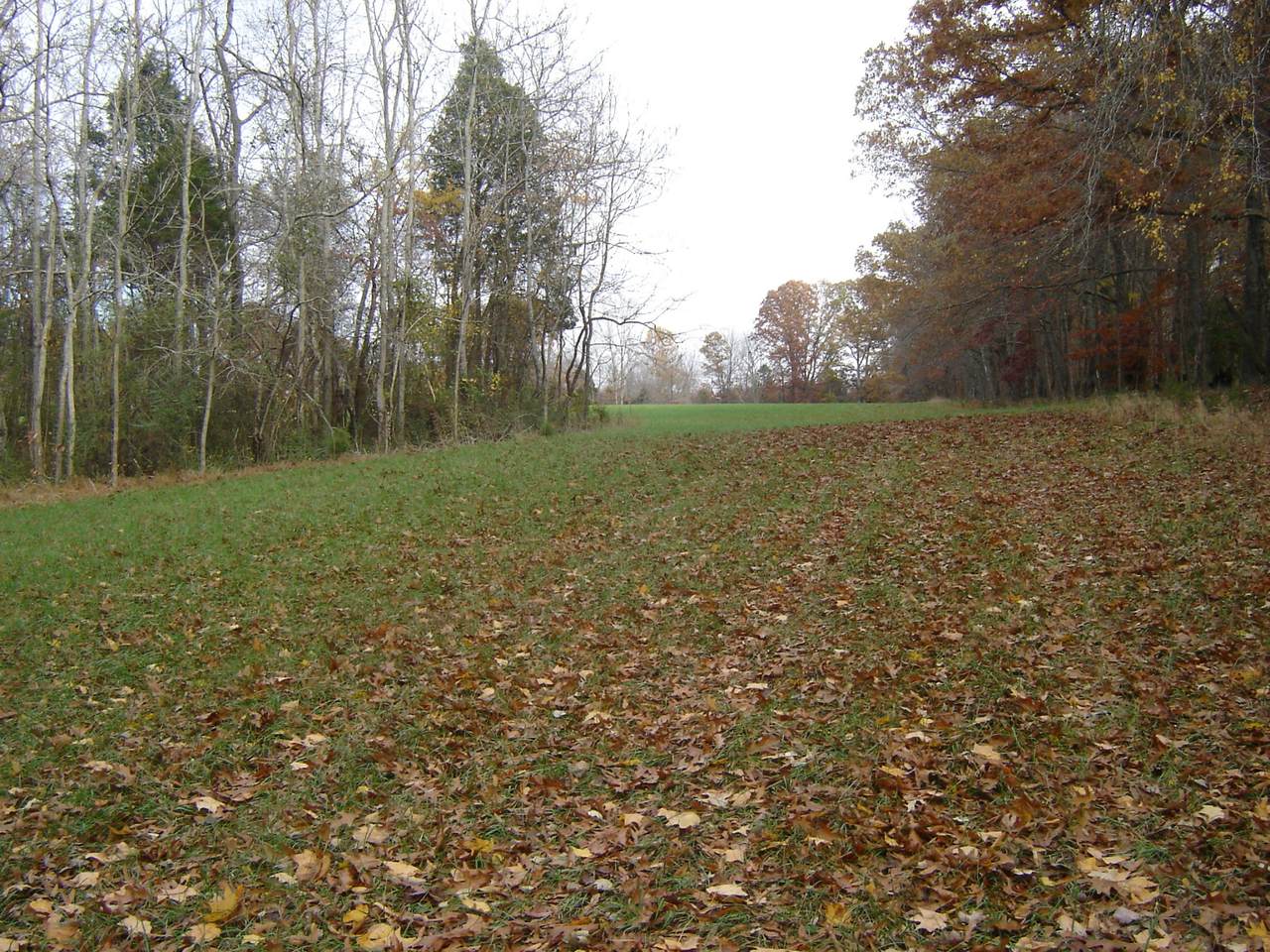 0 Ovoca - Photo 1