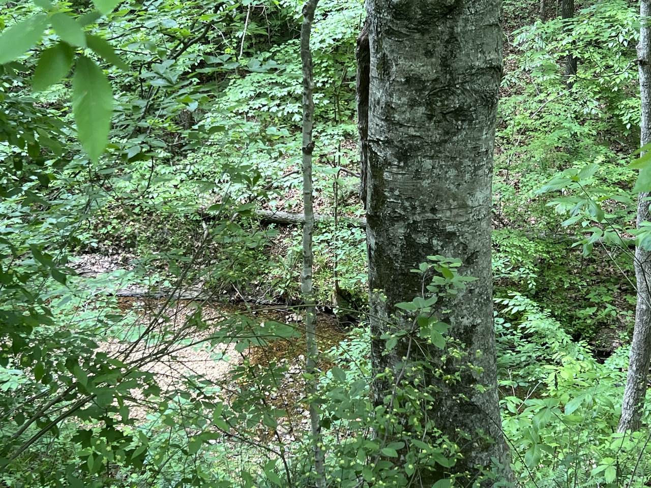 0 Clay Lick Rd - Photo 1