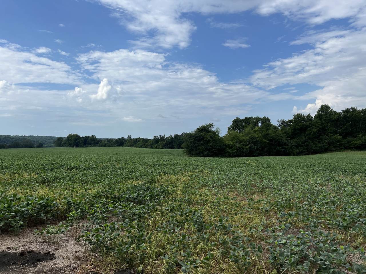 0 Piney Rd - Photo 1