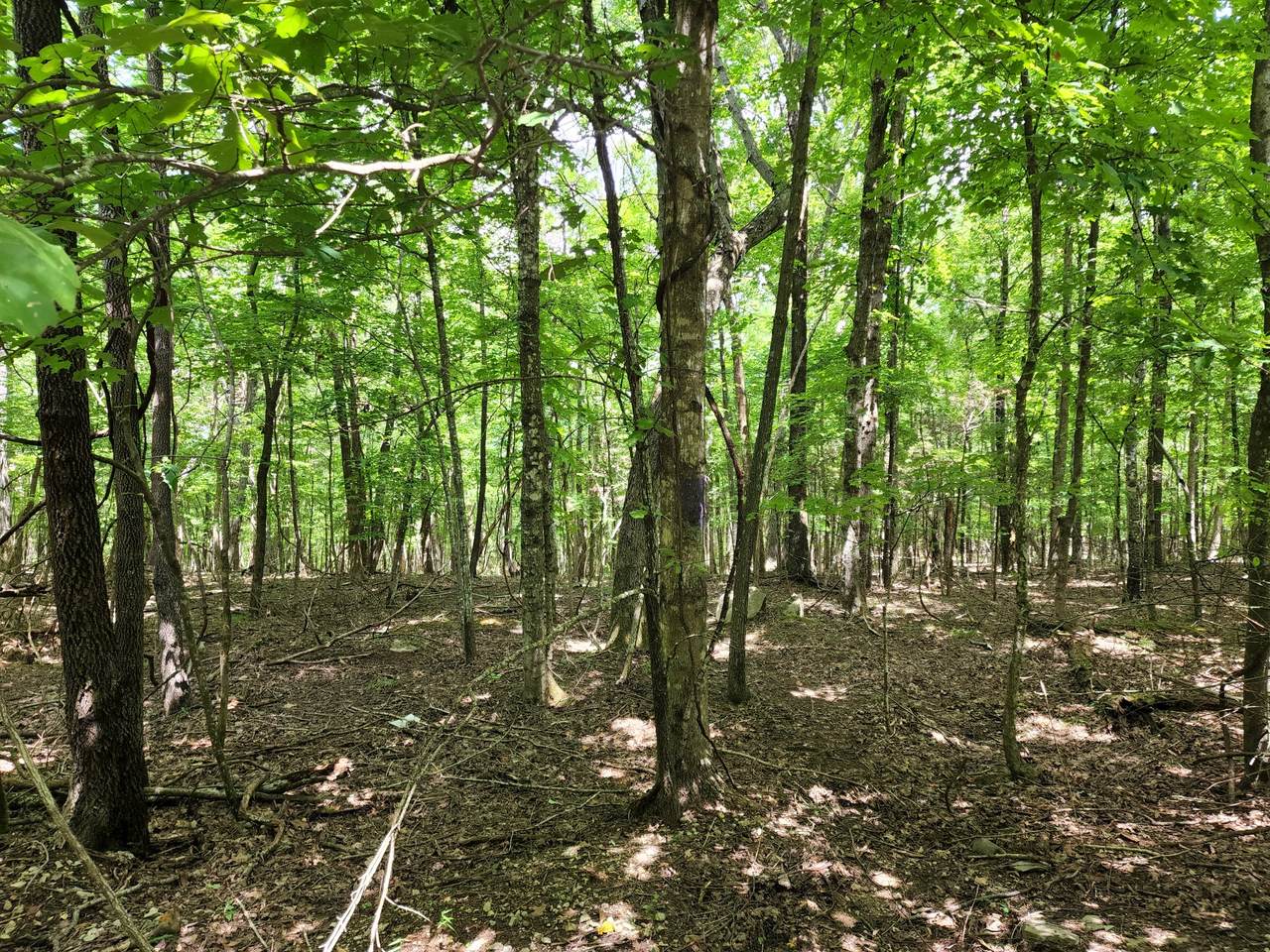 0 Sewanee Summit Rd - Photo 1