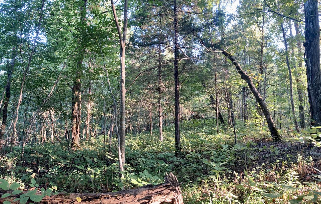 0 Chapman Highway - Photo 1
