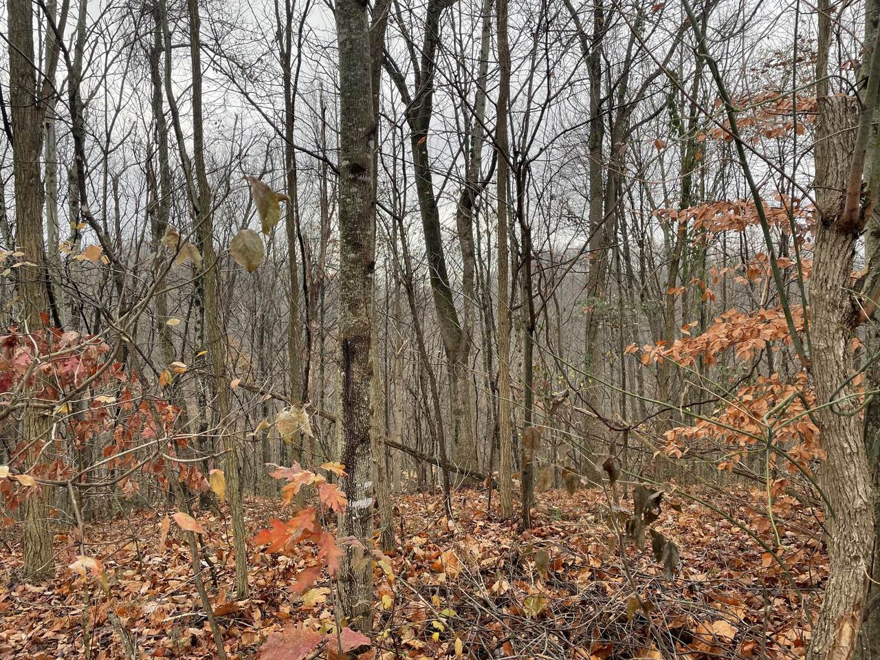 0 Wildcat Lane - Photo 1