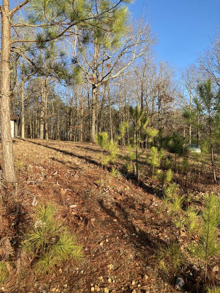 559 Pineywood Dr - Photo 1
