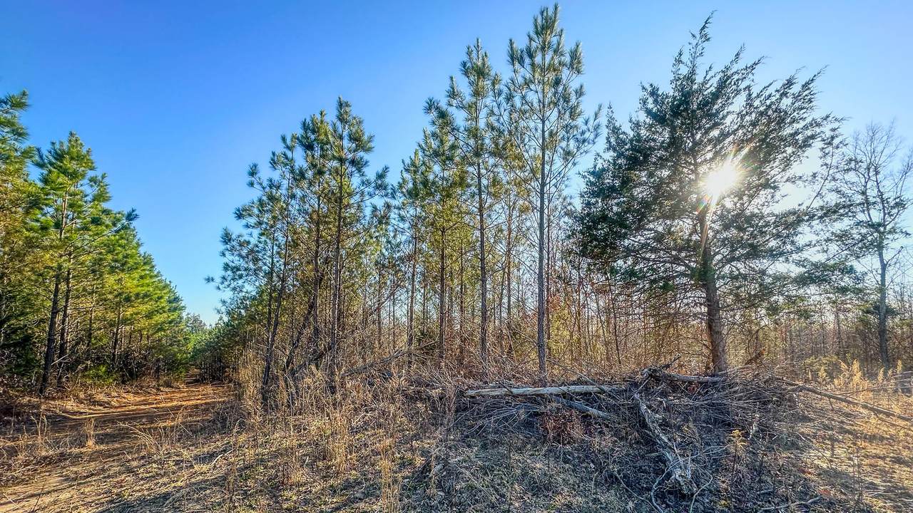 0 Jeanette Holladay Rd - Photo 1