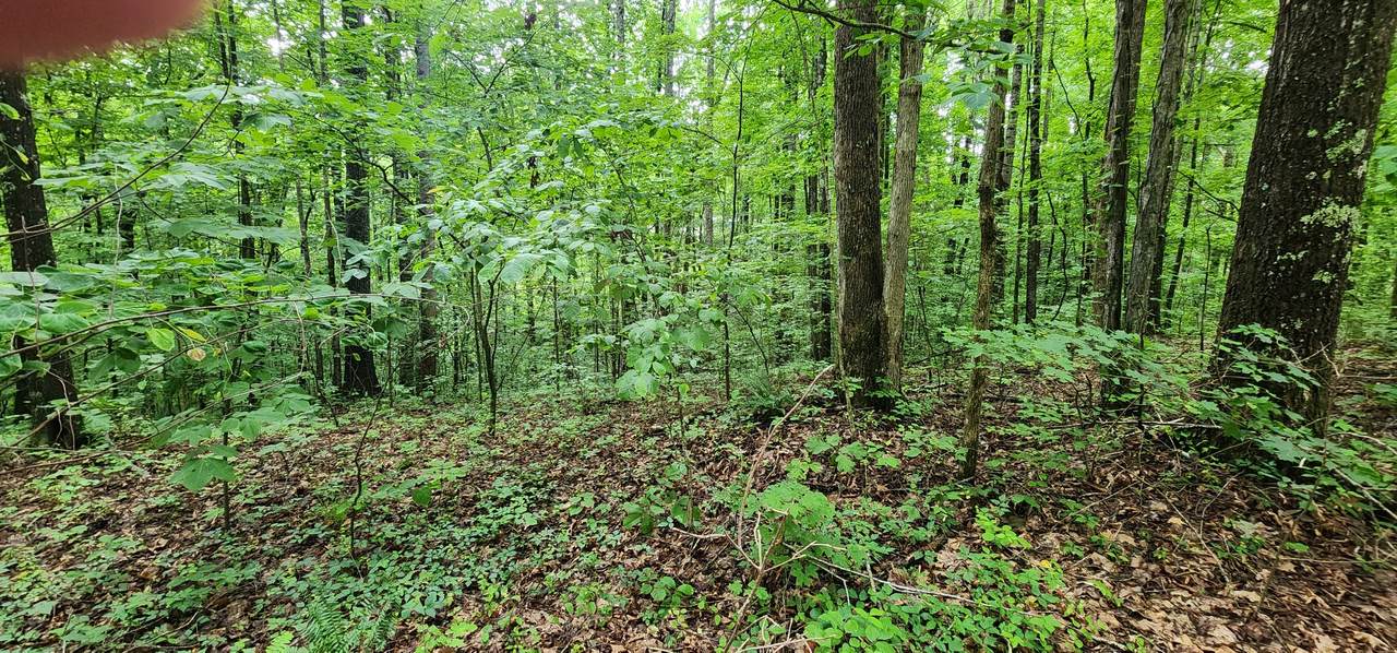 0 Poplar Pl - Photo 1