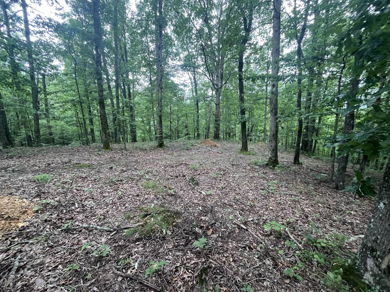 0 New Lawrenceburg Hwy - Photo 1