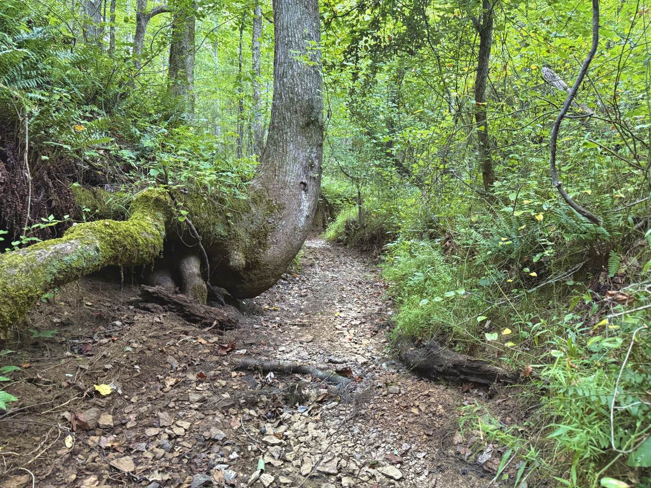 1 Rushing Lane - Photo 1