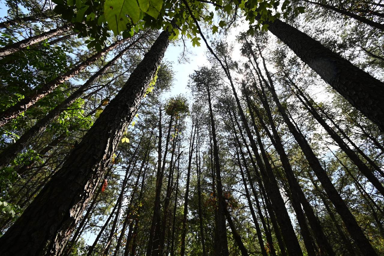 0 Flippo Branch Rd - Photo 1