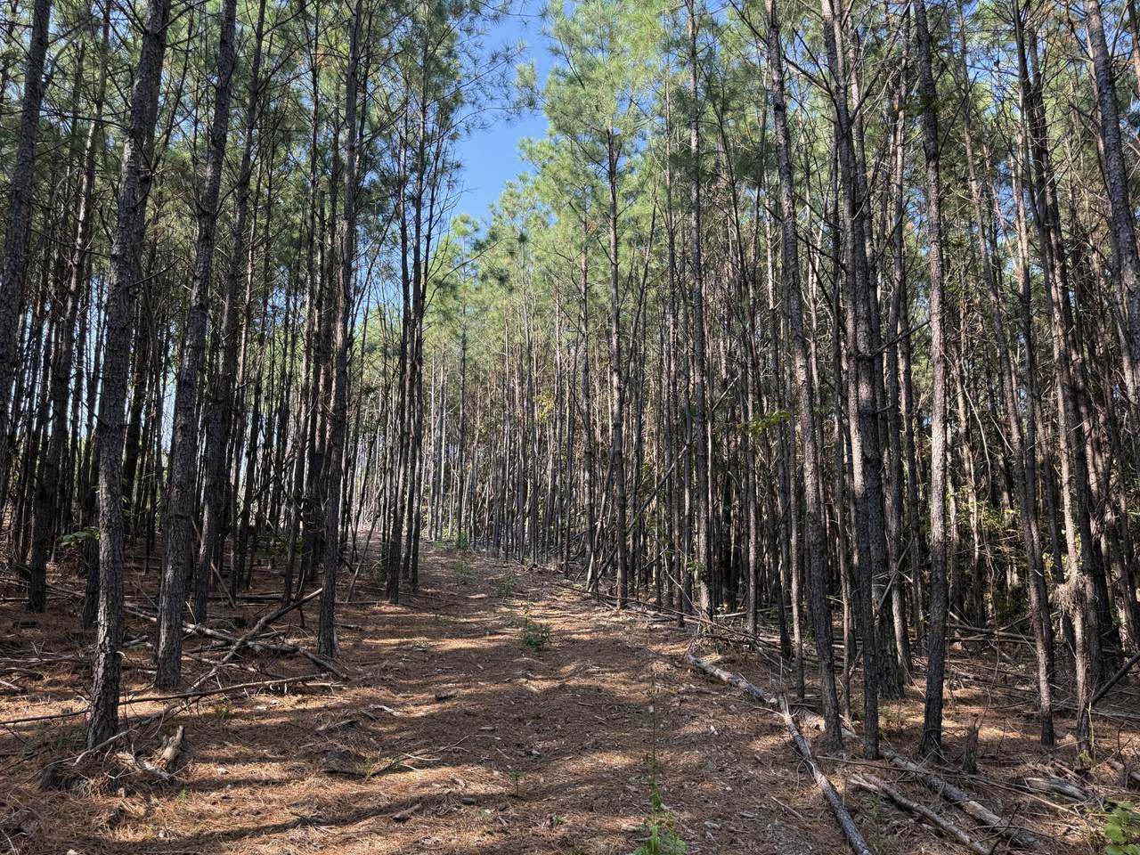 3415 Waynesboro Hwy - Photo 1