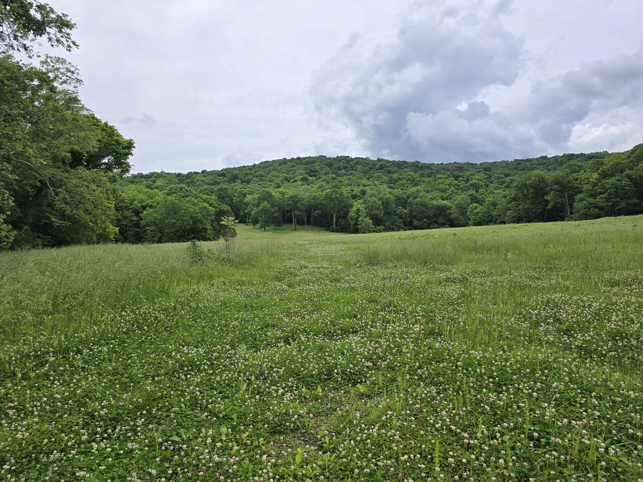 3104 Swindell Hollow Rd - Photo 1