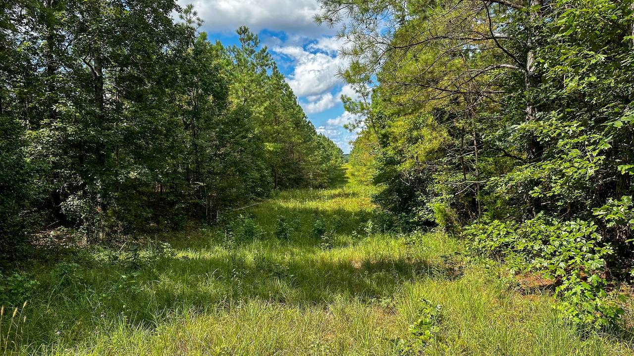 0 Hines Gin Road - Photo 1