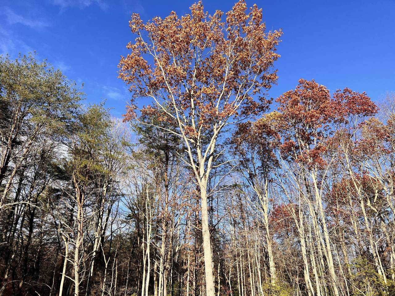 72 Lady Slipper Lane - Photo 1