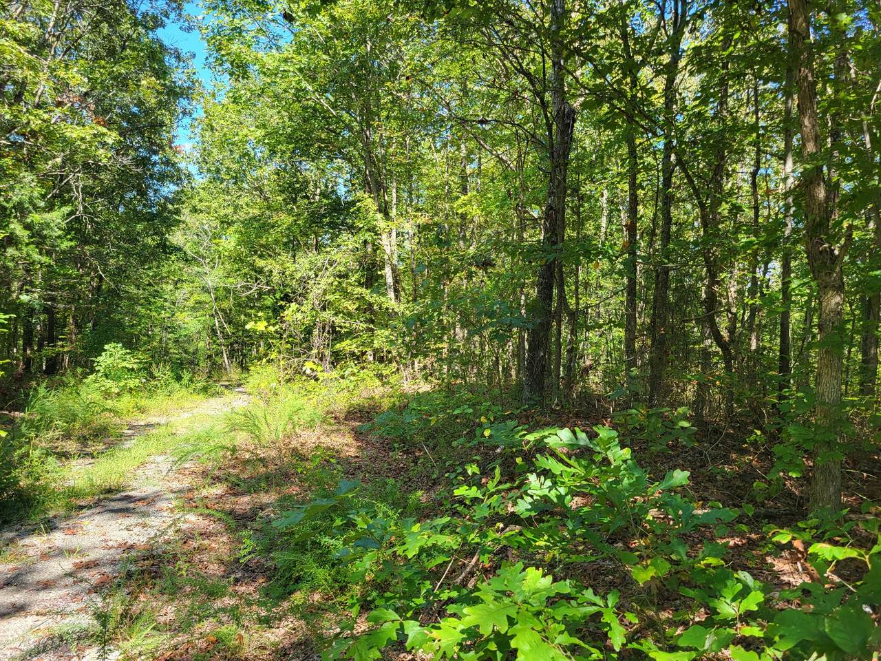 7 Strawberry Gables - Photo 1