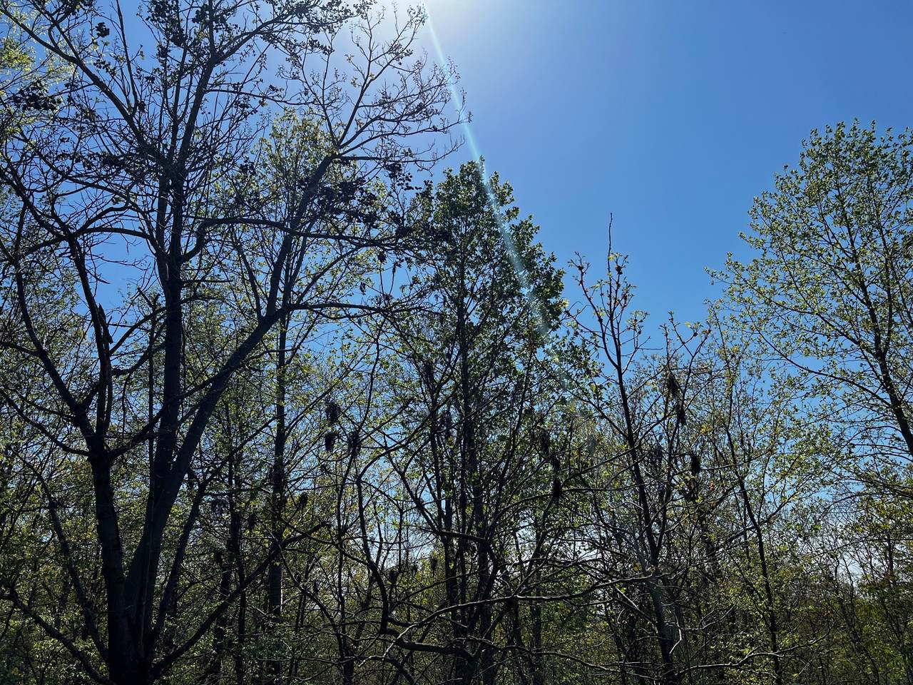 0 Shores Trail - Photo 1