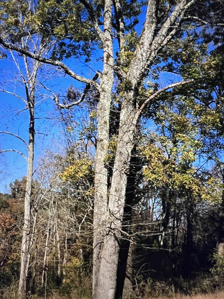 https://bt-photos.global.ssl.fastly.net/nashville/1280_boomver_1_RTC3032715-1.jpg