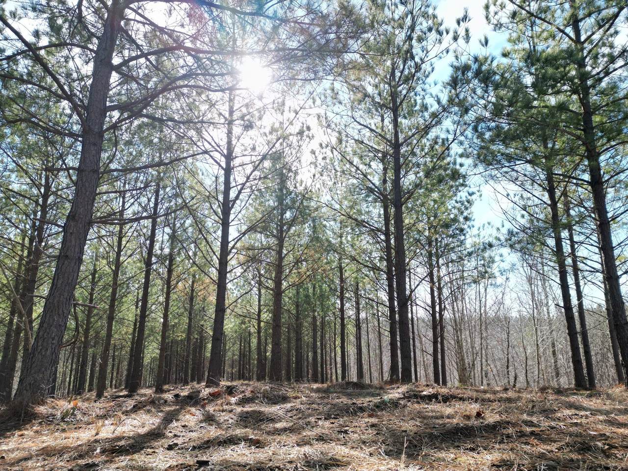 5608 Old Hohenwald Rd - Photo 1