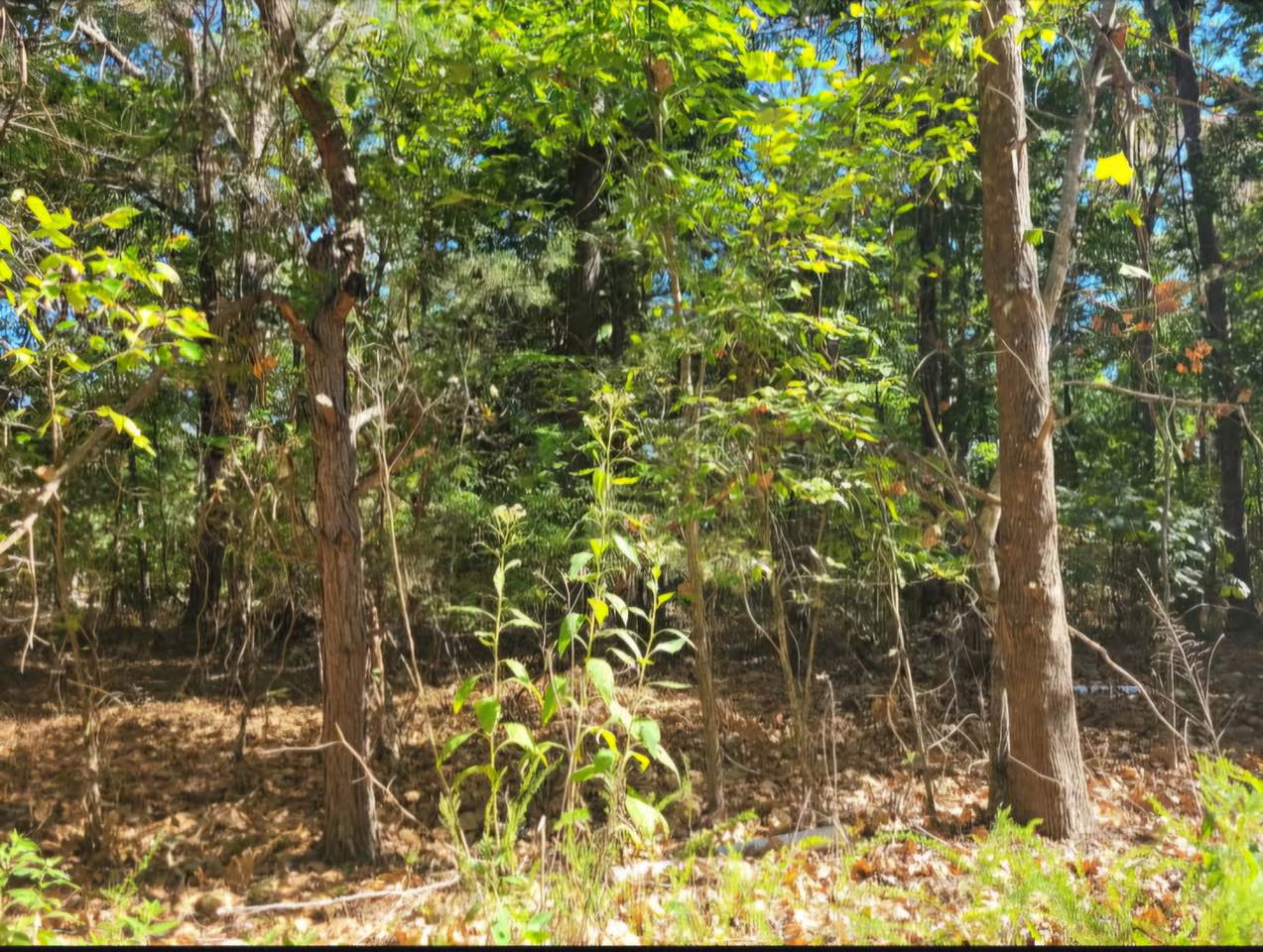 5515 Blues Trl - Photo 1