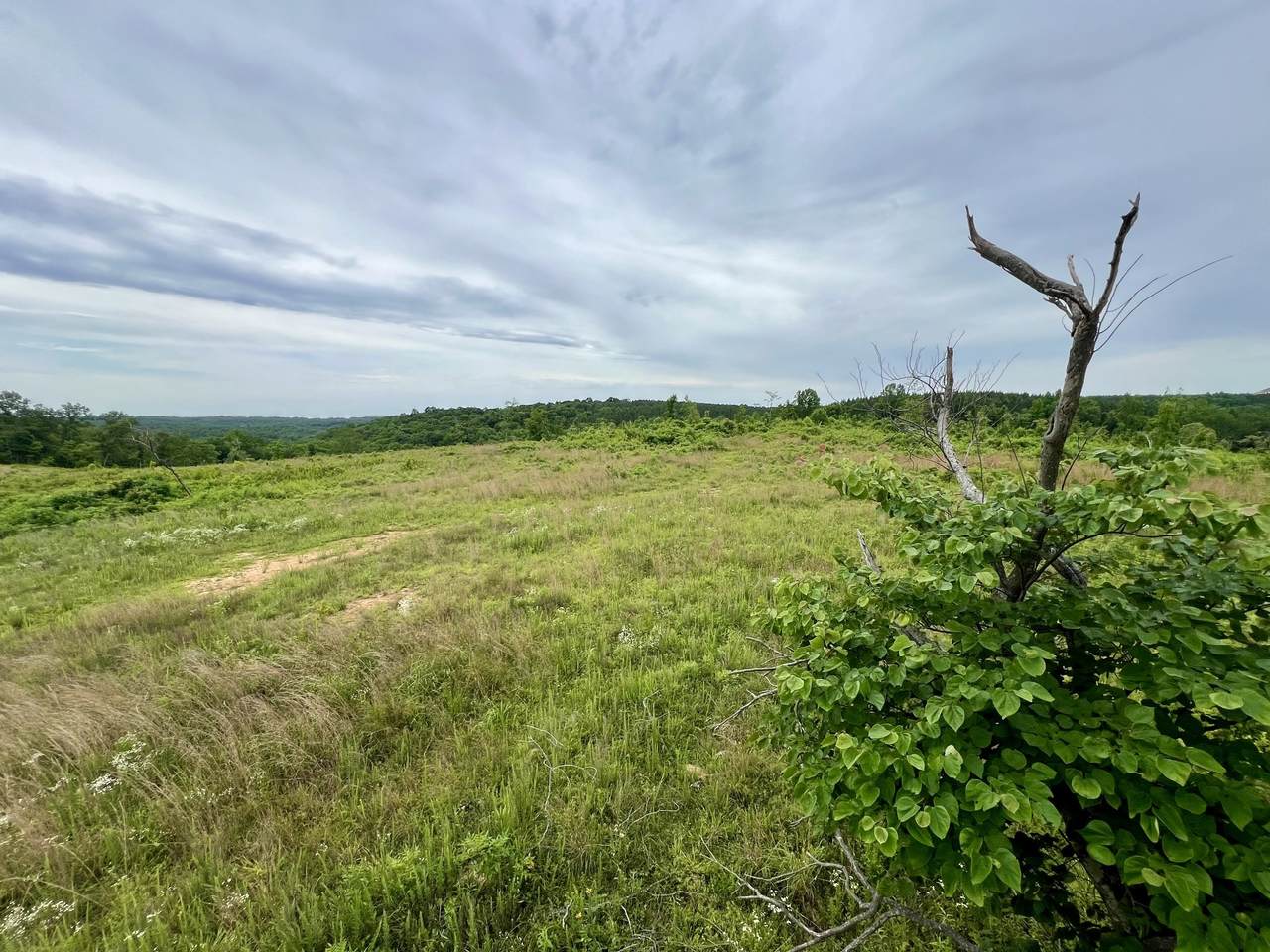 0 Sawdust Road - Photo 1